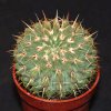 Notocactus buiningii-art96